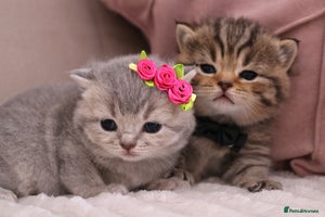 British Shorthair cats - Advert 5