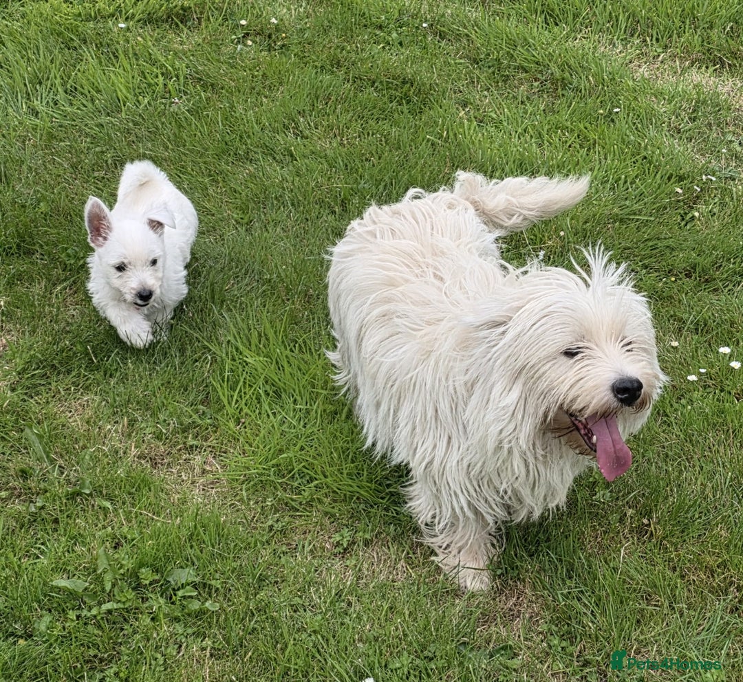West Highland Terrier dogs for sale: White West Highland Terrier Puppy - Image 4