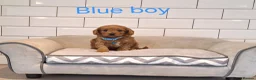 Cavapoo dogs for sale: Beautiful F1 Cavapoos  - Advert 11
