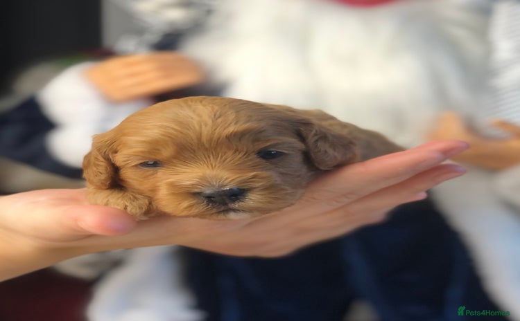 Cavapoo dogs Red F1 Cavapoo Ready to leave 20th December🐾🩵 - Advert 8