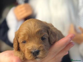 Cavapoo dogs Red F1 Cavapoo Ready to leave 20th December🐾🩵 - Advert 6