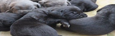 Cane Corso Puppy 6