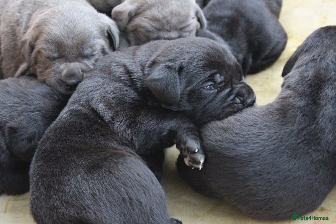 Cane Corso dogs for sale: Cane Corso Puppies from Exceptional Bloodlines - Advert 7