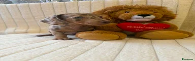 Miniature Dachshund 1