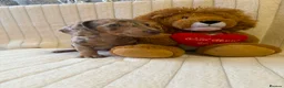 Miniature Dachshund dogs for sale: Miniature dachshund - Advert 1