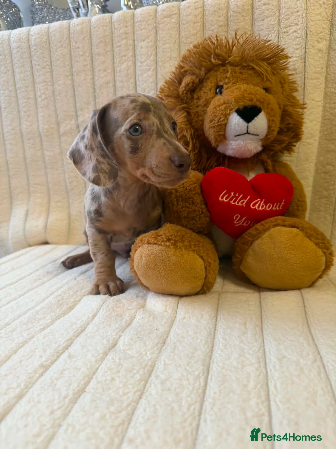 Miniature Dachshund dogs for sale: Miniature dachshund - Advert 1