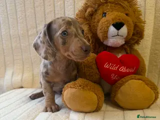 Miniature Dachshund dogs Miniature dachshund - Advert 7
