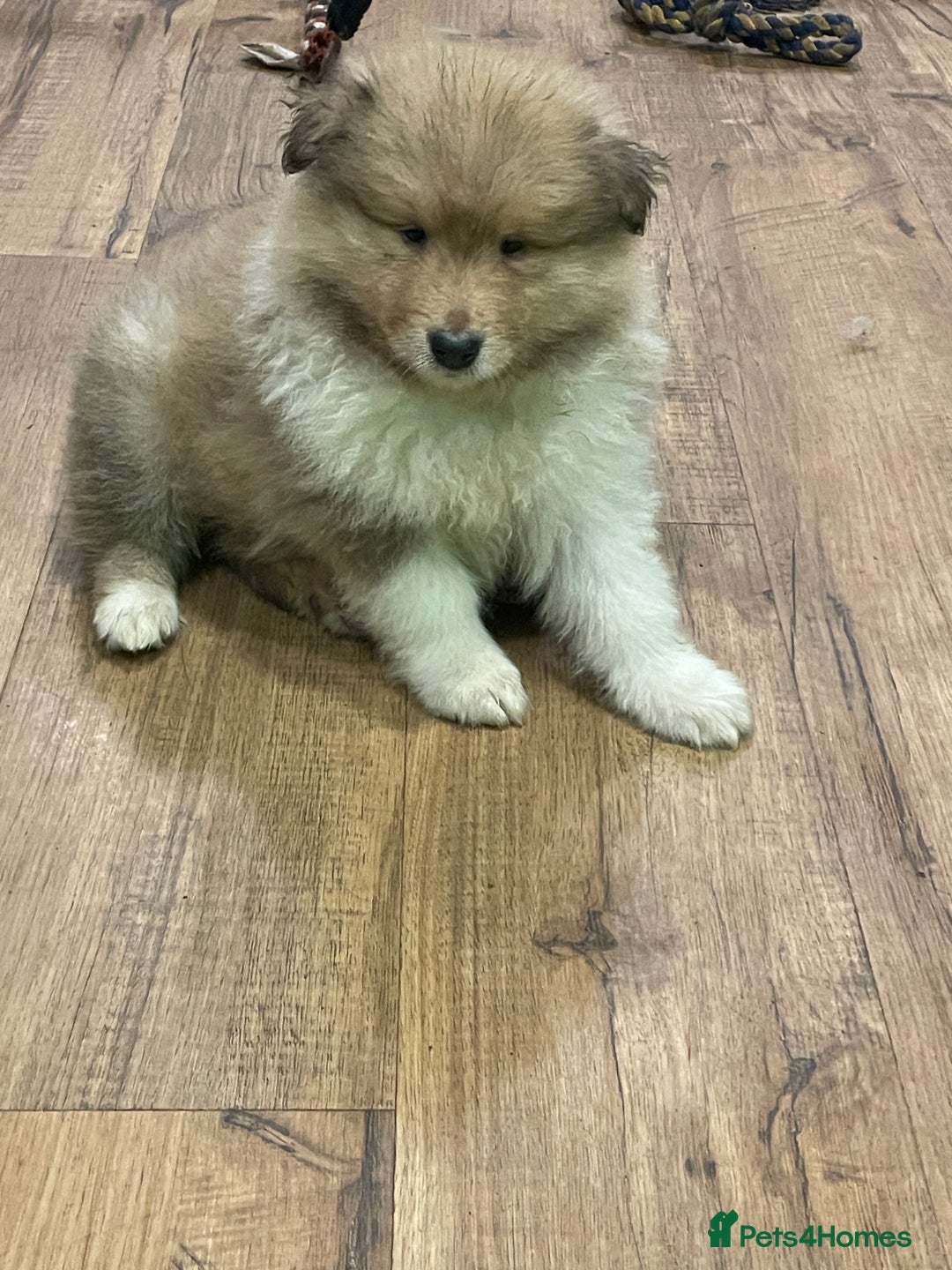 Rough Collie dogs for sale: Sable and white KC registered puppies - Advert 8