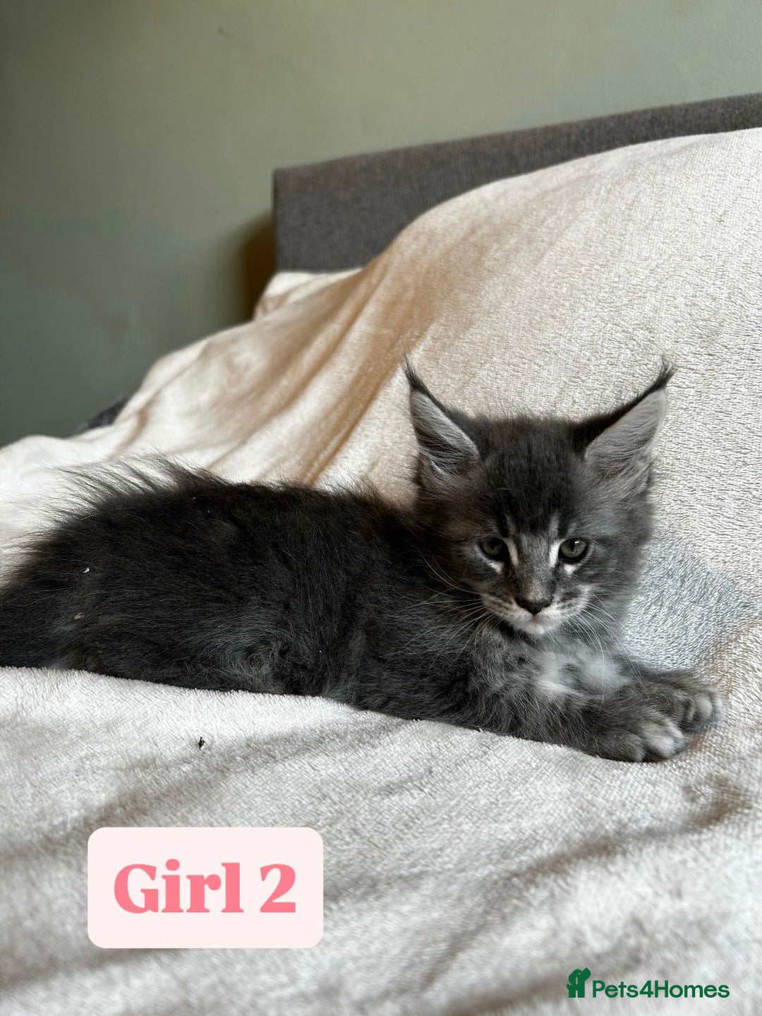 Maine Coon cats for sale: Maine Coon Kittens for Sale TICA  3 Boys & 2 Girls - Image 18