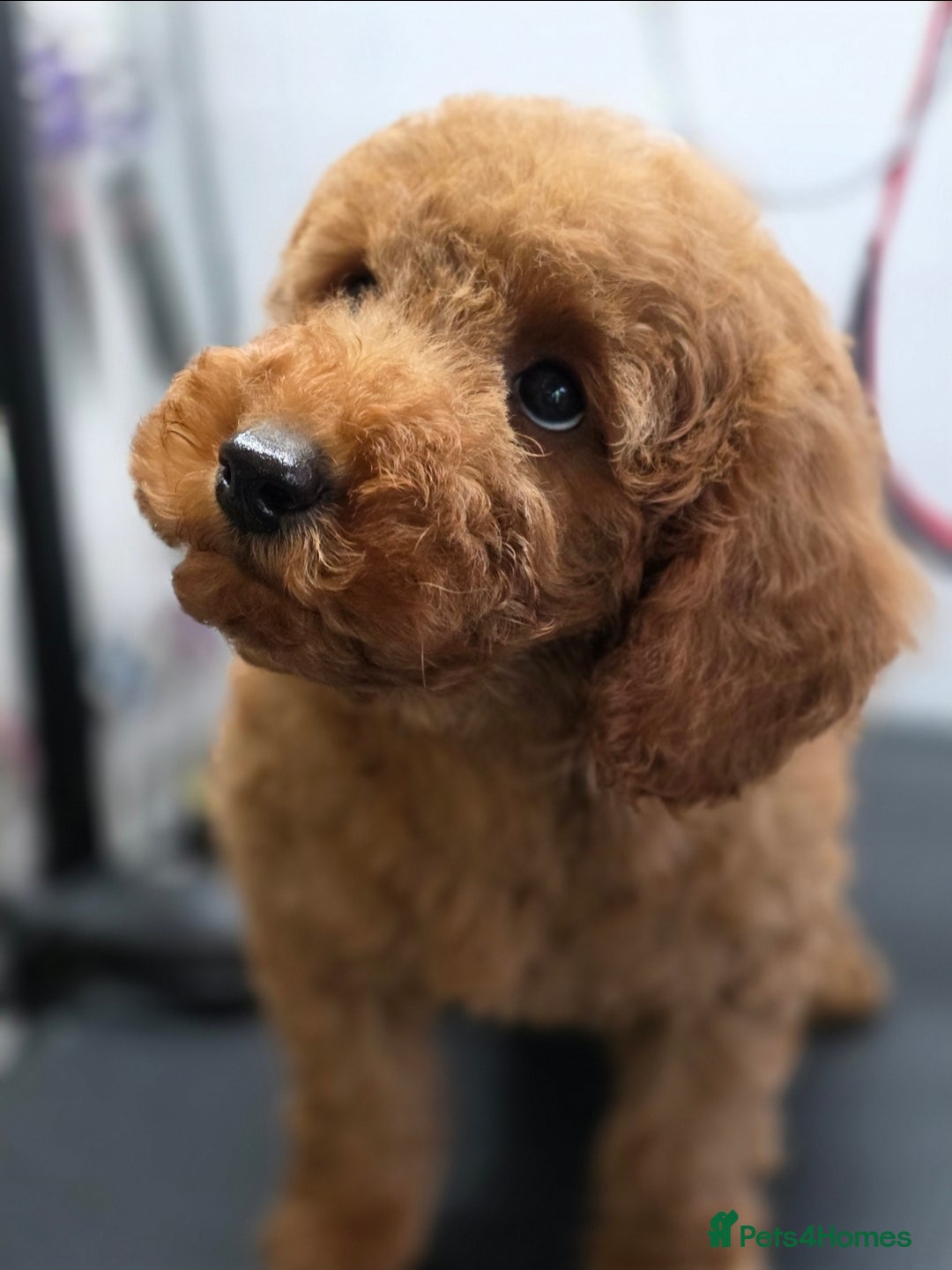 Miniature Poodle dogs for sale: MINIATURE POODLE PUPPIES - Image 10