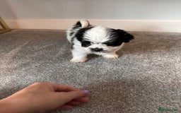 Shih Tzu dogs for sale: 5 gorgeous Shih Tzu puppies - Image 12