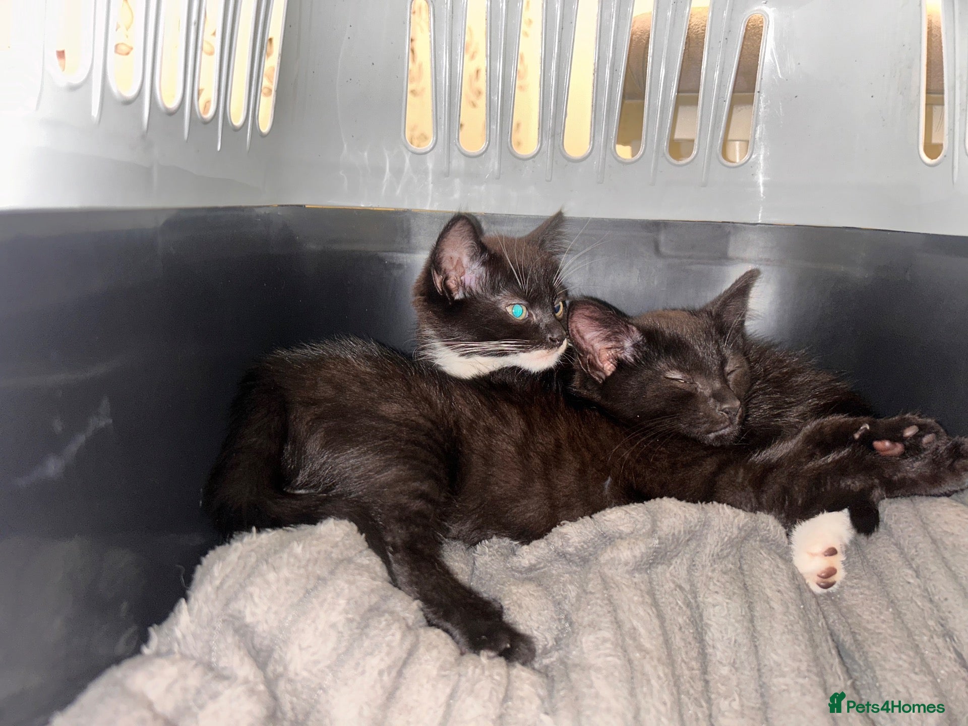 Mixed Breed cats 2 kittens - Advert 6