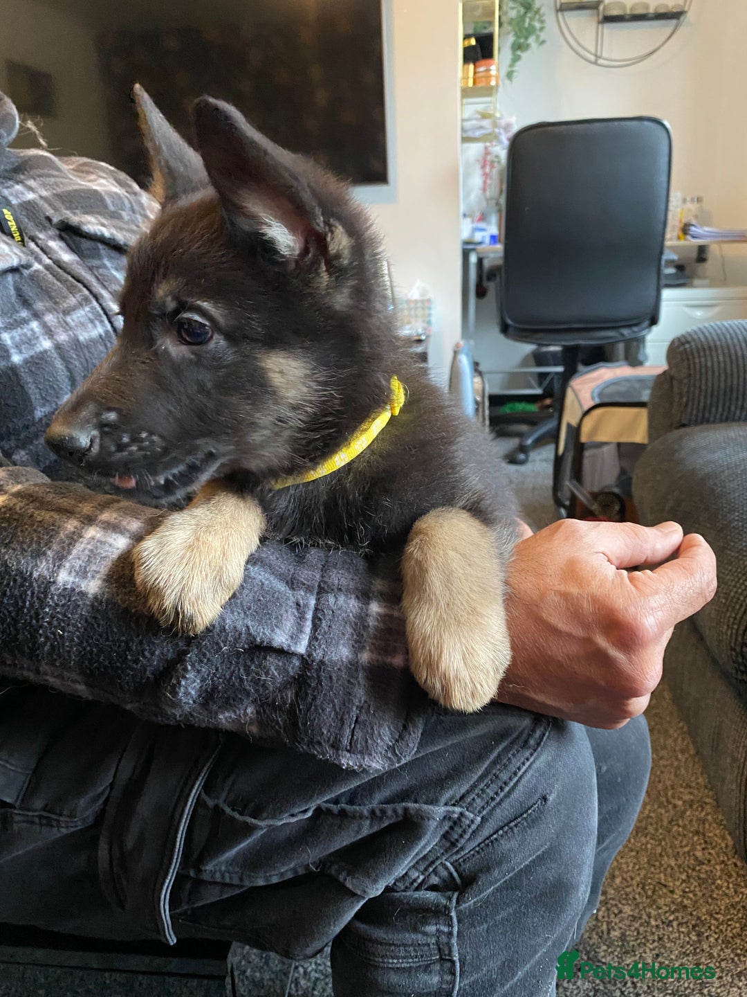 German Shepherd dogs for sale: Gorgeous German Shepherd puppies - Image 7