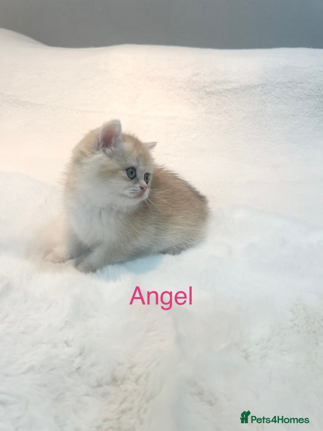 British Shorthair cats for sale: Golden NY12 British Shorthair Girl  - Image 5