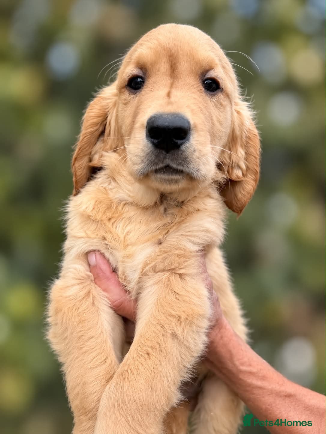 Golden Retriever dogs Ready for their new homes - Advert 2