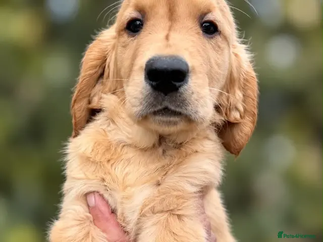Golden Retriever dogs Ready for their new homes - Advert 2