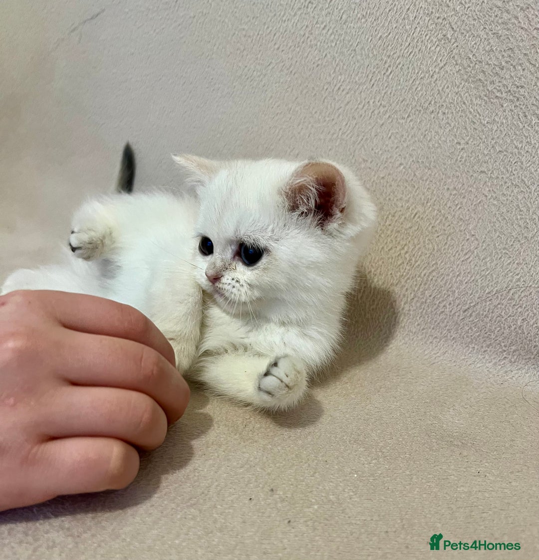 British Shorthair cats for sale: 🐾 Pure BSH Kittens 🐾  - Advert 29