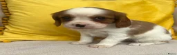 Cavalier King Charles Spaniel dogs for sale: Stunning Cavalier King Charles puppies  - Advert 17