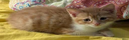 Domestic Shorthair cats for sale: 5 Ginger Kittens - Advert 22