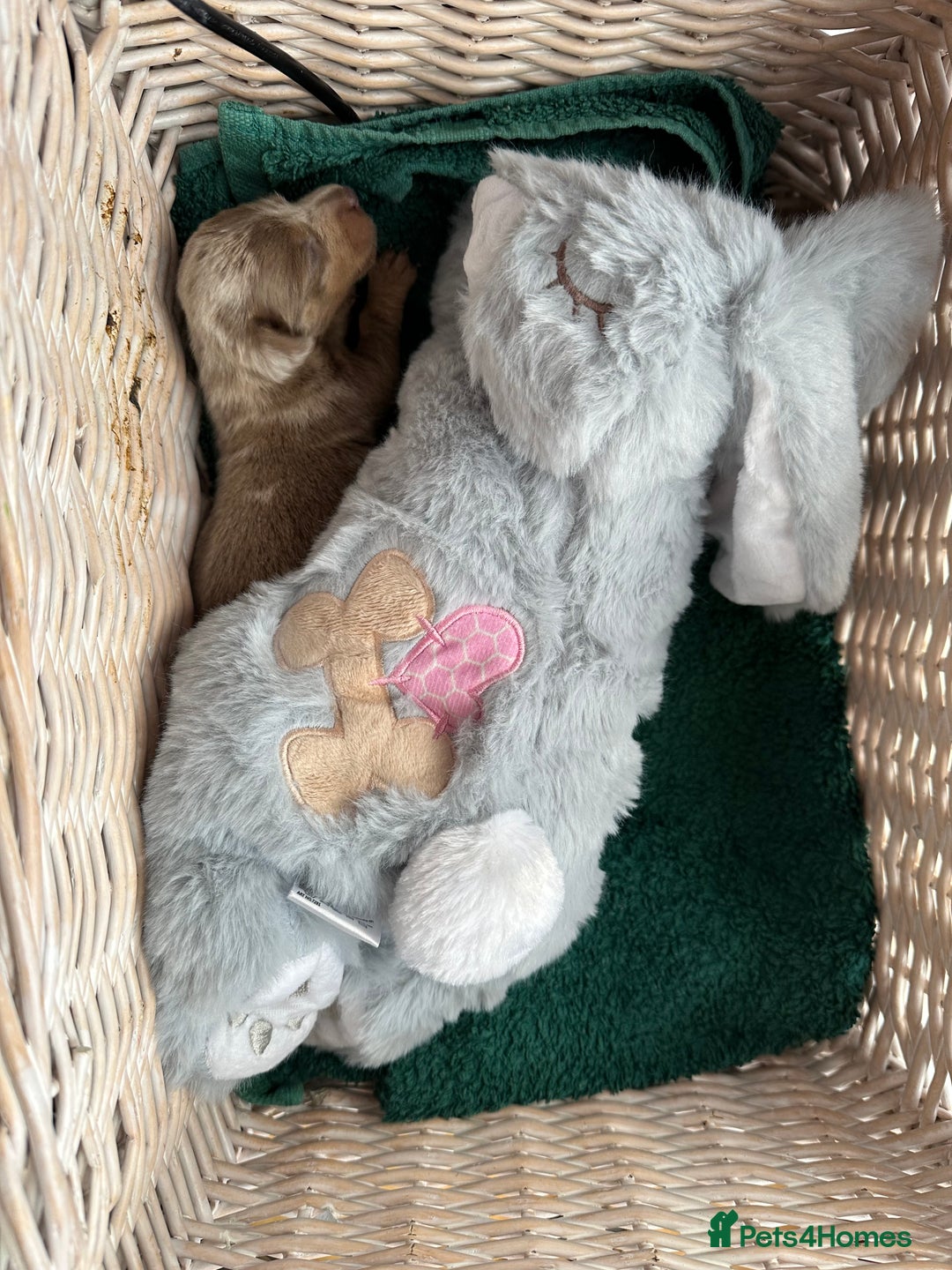 Miniature Dachshund dogs for sale: Dapple Mini Dachshund pup - Advert 9