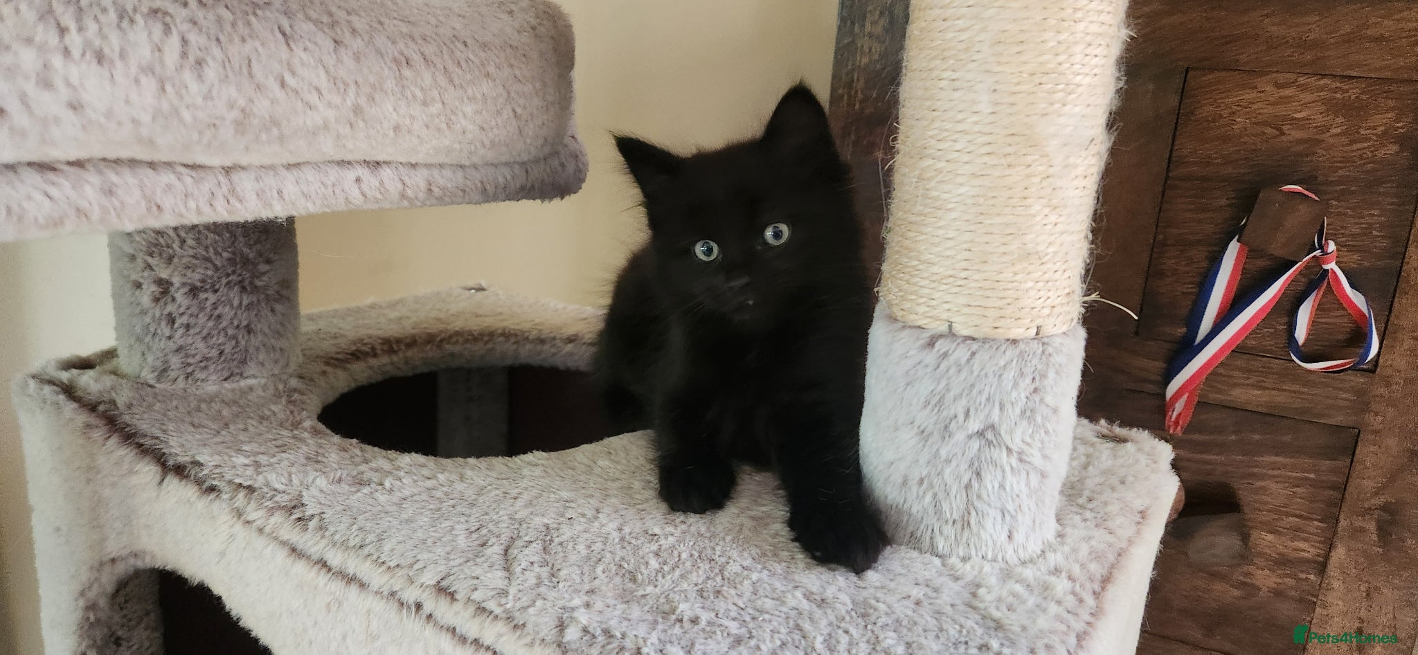 Mixed Breed cats Ragdoll Cross Kittens.  - Advert 9