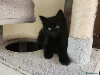 Mixed Breed cats Ragdoll Cross Kittens. - Advert 5