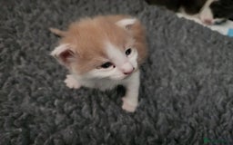 Maine Coon cats for sale: Maine Coon Kittens purebred – Reserve Now - Image 13
