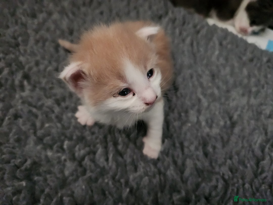 Maine Coon cats for sale: Maine Coon Kittens purebred – Reserve Now - Image 13