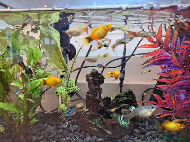 Live Bearers fish in Coalville - Advert 1