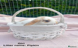 Mini Lop rabbits for sale: Mini lop bunnies  - Image 3