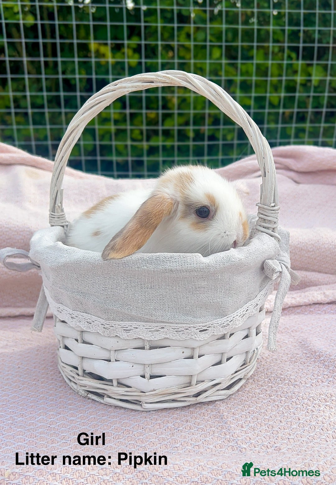 Mini Lop rabbits for sale: Mini lop bunnies  - Image 3