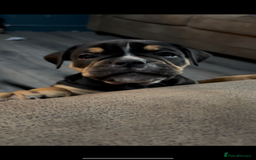 Olde English Bulldogge dogs for sale: Olde English Bulldogge Puppies - Image 11