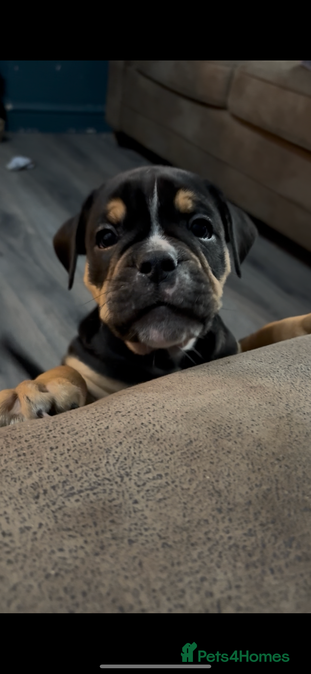 Olde English Bulldogge dogs for sale: Olde English Bulldogge Puppies - Image 11