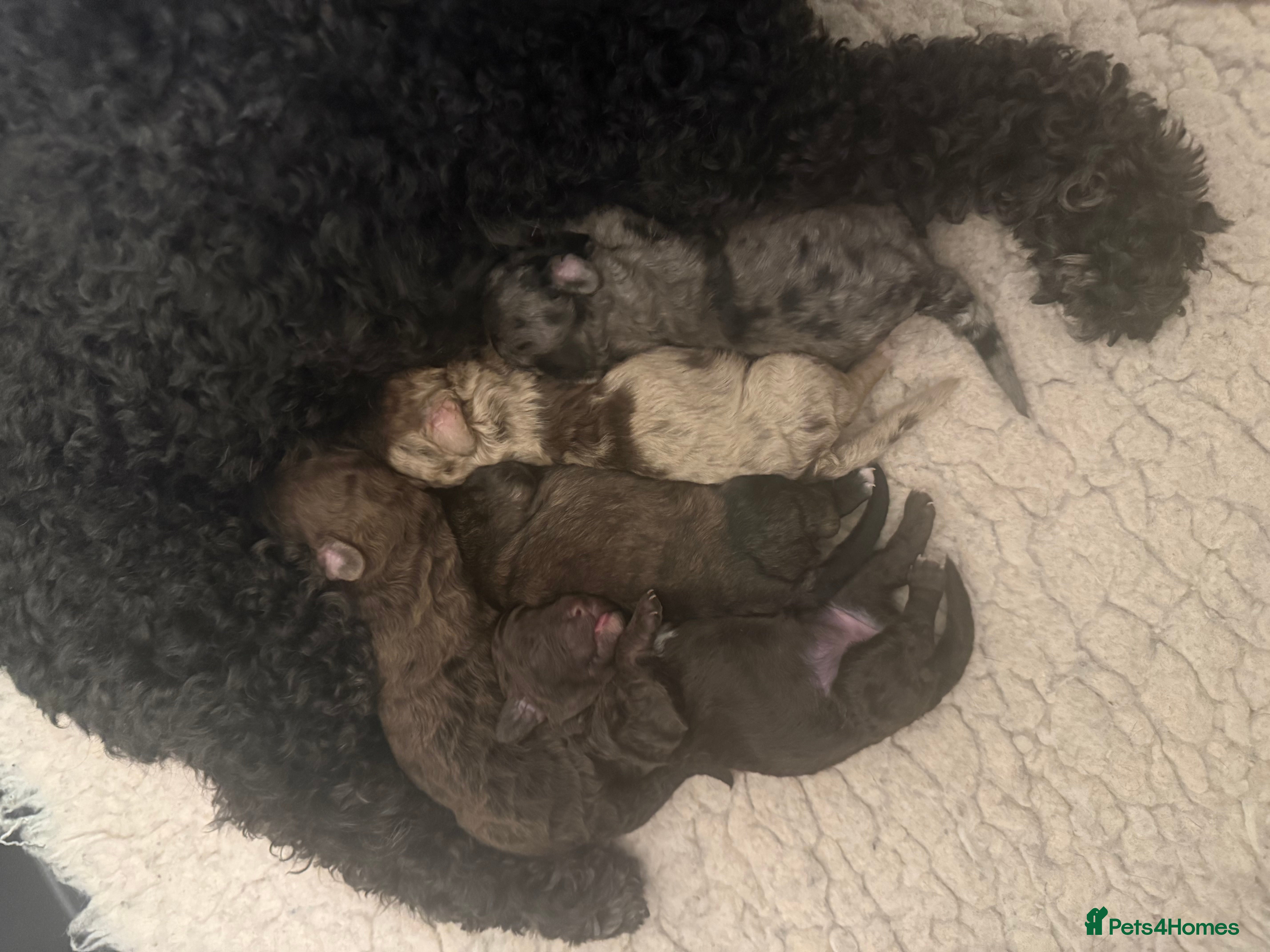 Poochon dogs 5 stunning poochon puppies with rare colourings  - Advert 1