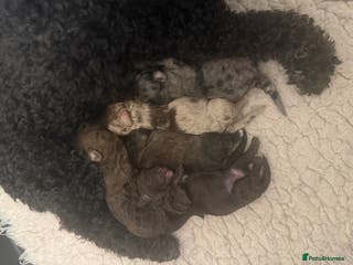 Poochon dogs 5 stunning poochon puppies with rare colourings - Advert 1