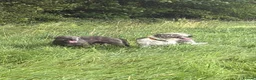 Mixed Breed dogs for sale: Bedlington whippet mix - Advert 1