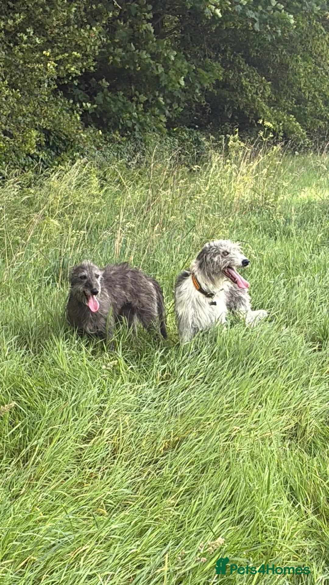 Mixed Breed dogs for sale: Bedlington whippet mix - Advert 1
