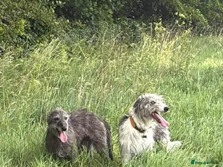 Lurcher dogs Bedlington whippet mix - Advert 2