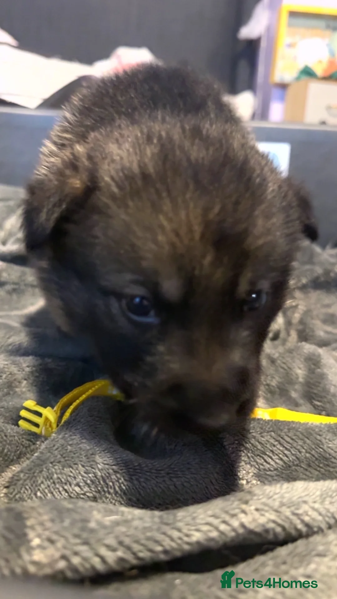 Shepsky dogs for sale: Husky cross German shepherd puppies - Advert 7