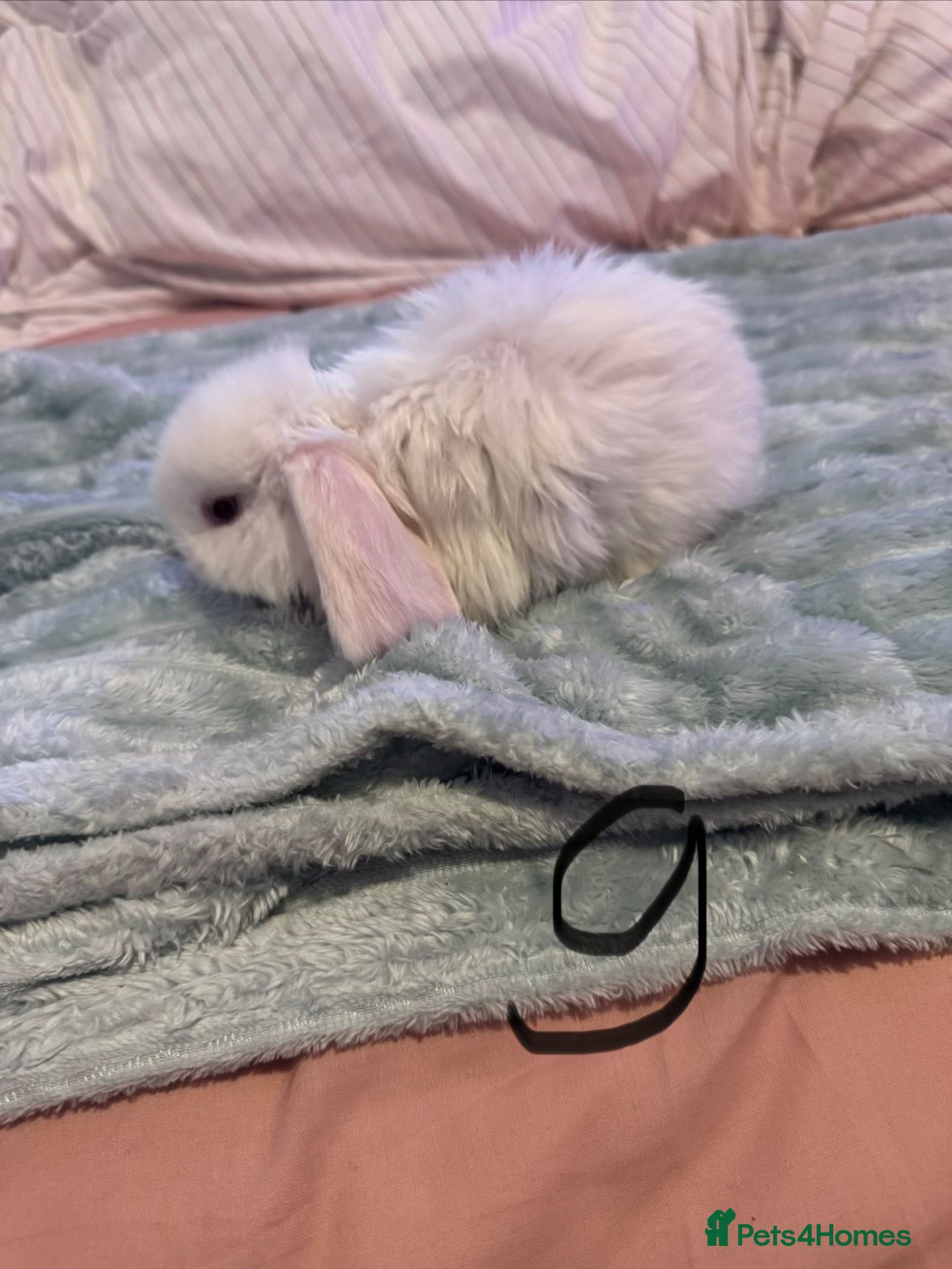French Lop rabbits Mini lop x French lop baby’s for sale  - Advert 6