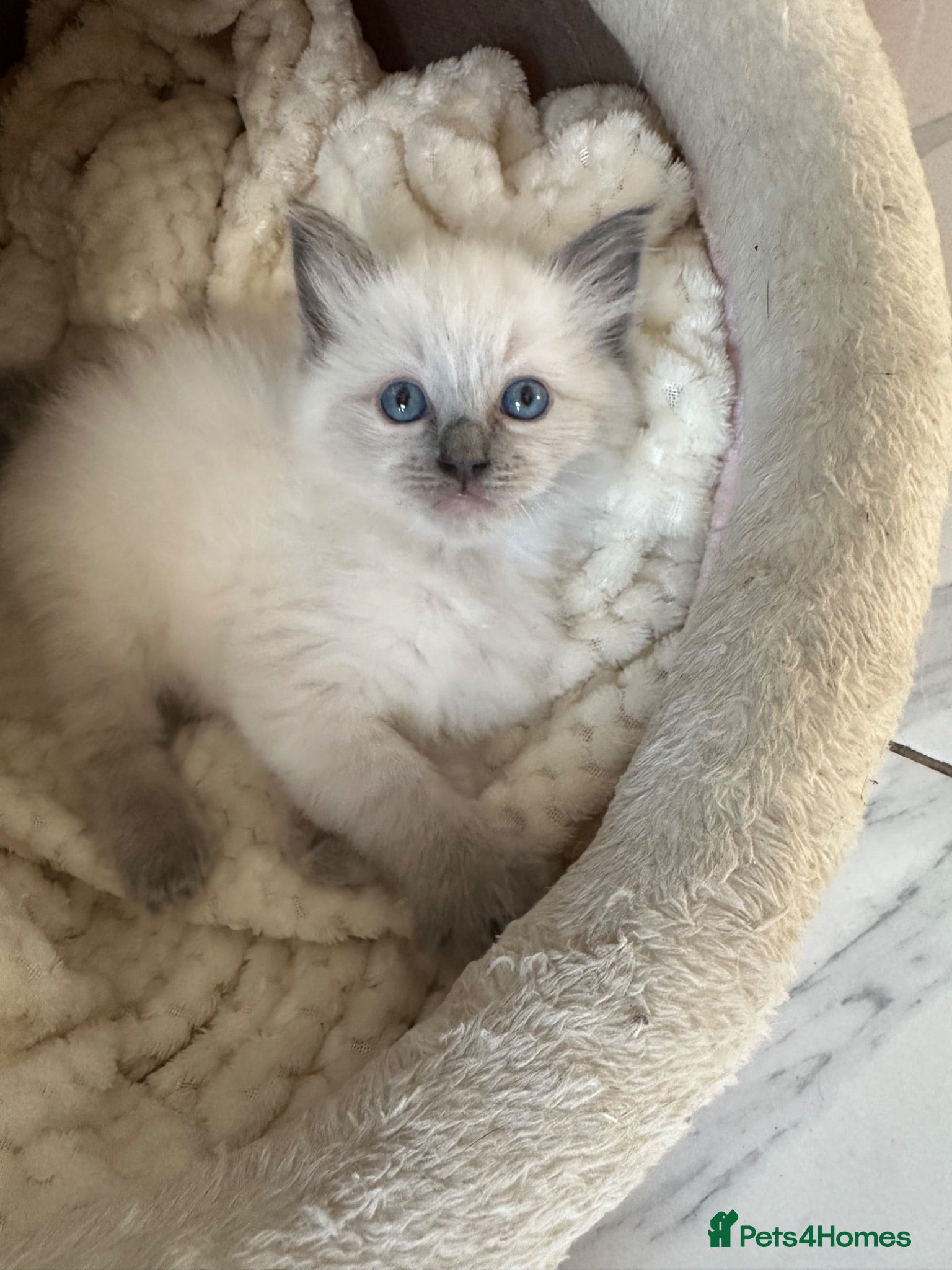 Ragdoll cats One handsome ragdoll boy kitten  for sale  - Advert 18