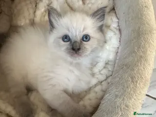 Ragdoll cats One handsome ragdoll boy kitten for sale - Advert 3