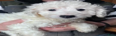 Cockapoo 2