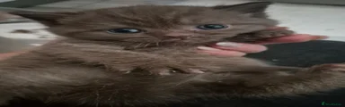 British Shorthair 7