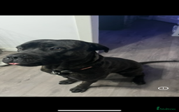 Cane Corso dogs for sale: Male cane corso - Image 2