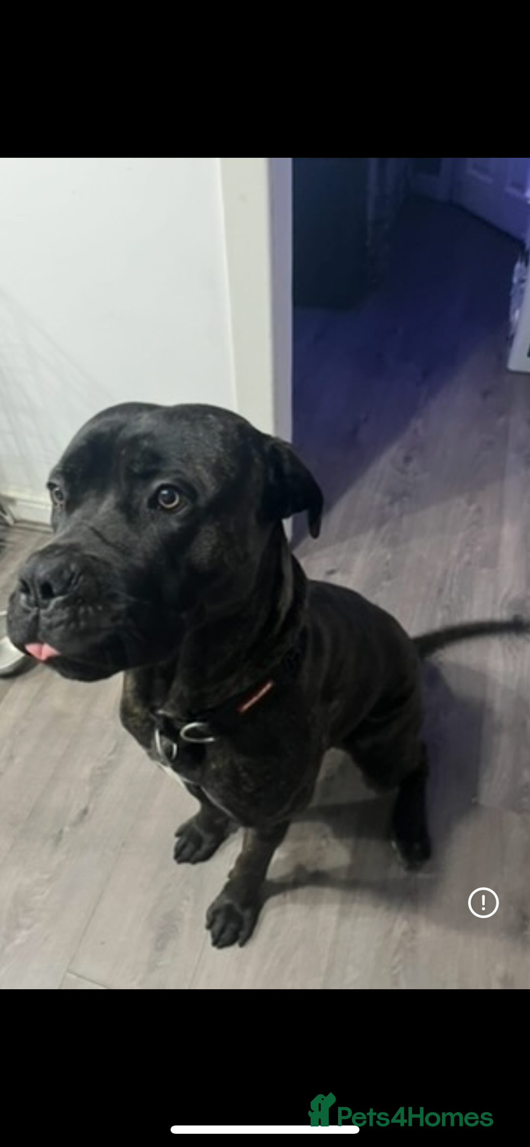 Cane Corso dogs for sale: Male cane corso - Image 2