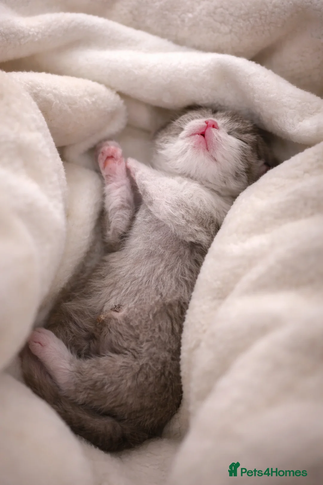 British Shorthair cats for sale: BSH kittens tica reg  - Advert 11