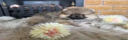 Pomeranian dogs for sale: ✨ Exclusive Teddy Bear Face Pomeranian Puppies ✨ - Advert 13
