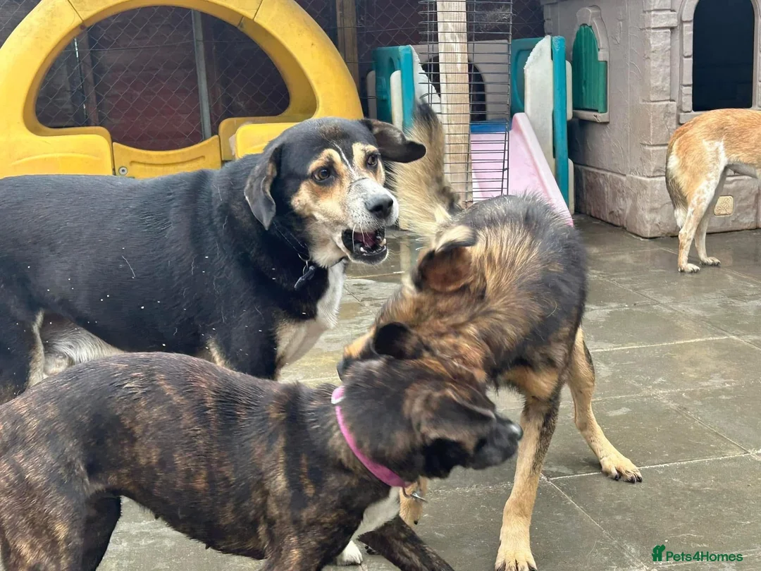 Mixed Breed dogs for adoption: Hovis - Norwich Norfolk  in Norwich - Advert 13