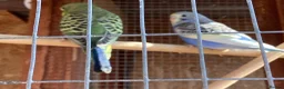 Budgerigars birds for sale: New baby budgies  - Advert 8